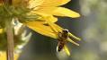 Profile Picture of Bee Voiding Water at Chatfield Farms - Denver - Facebookon Google