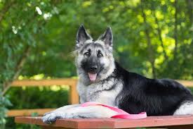 Check spelling or type a new query. Everything You Need To Know About The Majestic Shiloh Shepherd K9 Web