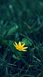 Nature Little Yellow Flower Green Grassland Blur Background Iphone 5s Wallpaper Download Iphon Iphone 5s Wallpaper Flower Background Iphone Iphone Background