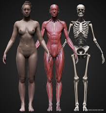 In this section, learn more about the muscles of the. Male And Female Ecorche Update