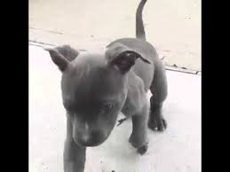 The fist dog originally sprang from mixing they gained passage to america in the late 1800s, where they became known as the pit bull terrier, american bull terrier, and even yankee terrier. Pitbull Blueline Welpe Youtube