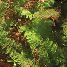 Image result for Vandenboschia gigantea