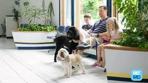 Maybe you would like to learn more about one of these? 5 Reasons Why Your Dog Is Throwing Up Bile Petmd