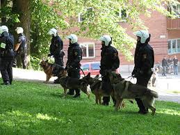 East german (ddr), czech and west german linage, in solid black, black sables and red sables. German Shepherd Wikipedia