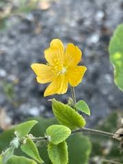 Image result for Abutilon austro-africanum