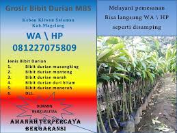 Grosir Wa 0812 2707 5809 Bibit Durian Cangkok Lampung Di 2020 Benih Kalimantan Gajah