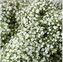 Gypsophila Million Star 6 Bunches Sams Club Flowers Gypsophila Million Stars
