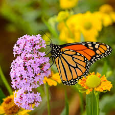Resultado de imagen para facts about monarch