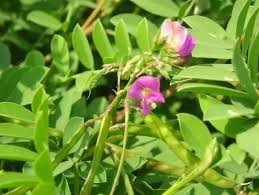 Image result for Tephrosia aequilata