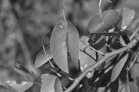 Image result for Physostigma mesoponticum