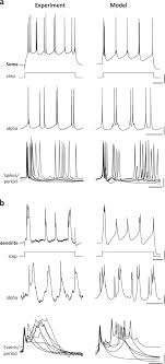 The world's most advanced motor sports timing system and championship management system. Layer 4 Pyramidal Neuron Dendritic Bursting Underlies A Post Stimulus Visual Cortical Alpha Rhythm Communications Biology