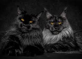 The maine coon is a large domesticated cat breed. Black Maine Coon The Most Intriguing Cat In The World Petskb