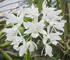 Image result for Polystachya albescens