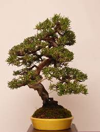 Ours is a full service bonsai nursery with reasonable prices and excellent quality for the master and enthusiast. Rosemary Rosemarinus Oficinus Bonsai Garden Bonsai Art Bonsai Styles