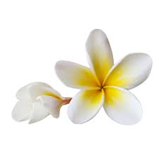 Pin On Beautiful