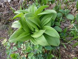 Image result for Uvariastrum