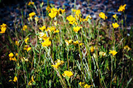 Image result for Monopsis