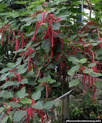 Image result for Acalypha polymorpha