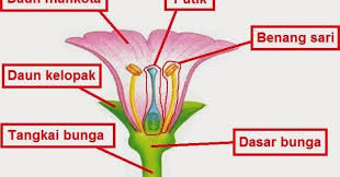 34 Gambar Bunga Lengkap Beserta Bagian Bagiannya Contoh Bunga Lengkap Adalah Kembang Sepatu Dan Bunga Kacang Berdasarkan Kelen Bunga Menggambar Bunga Gambar