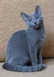 The Russian Blue Cat Cat Breeds Russian Blue Cat Personality Cat Personalities Cat Breeds