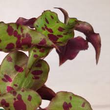 Image result for Tinnea galpinii