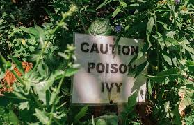 Where to inspect inspect the area to see just how big of an outbreak you have of this plant. How To Get Rid Of Poison Ivy Poison Oak Poison Sumac Plants Safely