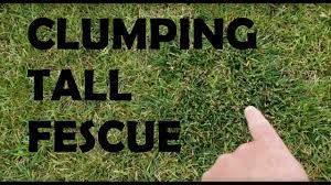 Kentucky bluegrass vs tall fescue what should you choose. Common Lawn Care Issue Clumping Tall Fescue How Do I Remove It Youtube