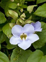 Image result for Thunbergia stelligera