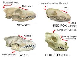 southern sasquatch expeditions identifying skulls