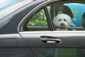 Feb 05, 2018 · 8 ways to remove pet hair from your car ii. Remove Pet Hair From Car Interior Our Top 8 Tips To A Cleaner Car