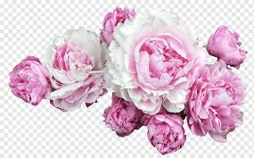 Download pink purple flowers arrangements swags sublimation png (289317) today! White And Pink Cluster Petaled Flowers Pink Flowers Desktop Peonies Purple Flower Arranging Artificial Flower Png Pngwing