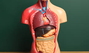 Image result for internal organs