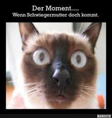 Besten Bilder Videos Und Spruche Und Es Kommen Taglich Neue Lustige Facebook Bilder Auf Debeste De Hier Werde Katzen Lustige Spruche Katze Lustig Katzenhumor