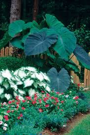 Caladiums And Elephant Ears Love The Elephant Ears I Like This Layout And Those Big Plants Tropical Dan330 Jungle Gardens Tropical Garden Design Plants