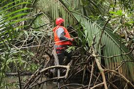 Image result for Pandanus candelabrum