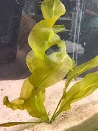 Image result for Aponogeton