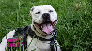 The american pit bull terrier (apbt) is a dog breed recognized by the united kennel club (ukc) and the american dog breeders association (adba), but not the american kennel club (akc). White Pitbulls Genetics Pictures Puppy Prices More
