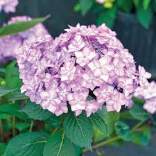 Let's dance arriba hydrangea is a hybrid between h. New Woody Plants For Spring 2021 Landscape Ontario