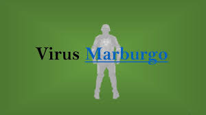 Se caracterizan por poseer como genoma arn lineal monocatenario de sentido negativo, y por infectar a primates. Virus Marburgo Ppt Descargar