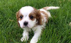 Eva Female Akc Cavalier King Charles Spaniel Puppy For Sale Grabill In Caval Funny Cat Gifts Spaniel Puppies For Sale King Charles Cavalier Spaniel Puppy