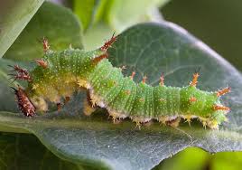 Black And White Insect With Wings Uk White Admiral Caterpillar Google Search Insect Photography Butterfly Conservation Purple Emperor