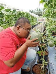 (cara mudah tanam melon & melon madu) kedah malaysia. Dari Melabur Saham Baik Tanam Rock Melon Ayah Anak 9 Ni Kongsikan Pengalamannya Keluarga