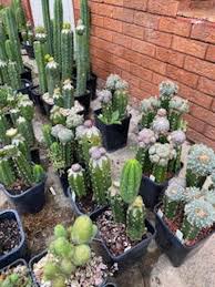 Peyote Drug Addiction | Mescaline Drug Abuse & Addiction
