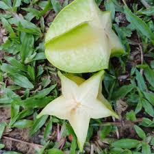 Image result for Averrhoa carambola