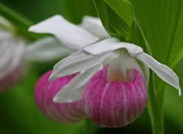 They flower best with a minimum of 6 hours of direct sun. Walk Minnesota S Best Wildflower Trails Entertainment Swnewsmedia Com