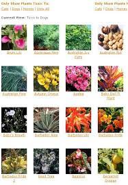 Flowers and bulbs poisonous to dogs. Toxic And Non Toxic Plants Plants Toxic To Dogs Plants Poisonous To Dogs Plants