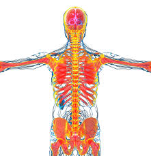 Image result for Connective Tissue Disorder