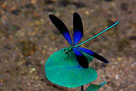 What plants do dragon flies like? One Dragonfly Can Eat 100s Of Mosquitoes Per Day Keep These Plants In Your Yard To Attract Dragonflies Sit Stay Forever