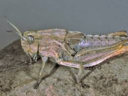 Welcome to grasshopper, the coding app for beginners. Australian Endangered Species Schayer S Grasshopper