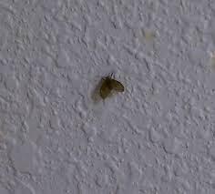 Meaning, you'll think twice (or three times!) before grabbing that spoon you just dropped in there and instantly realized you still needed. Drain Flies Stoppests Ipm In Multifamily Housing Blog
